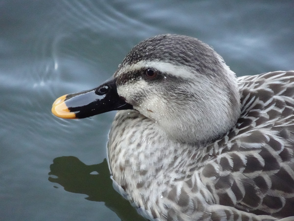 Eastern Spot-billed Duck - ML623944403