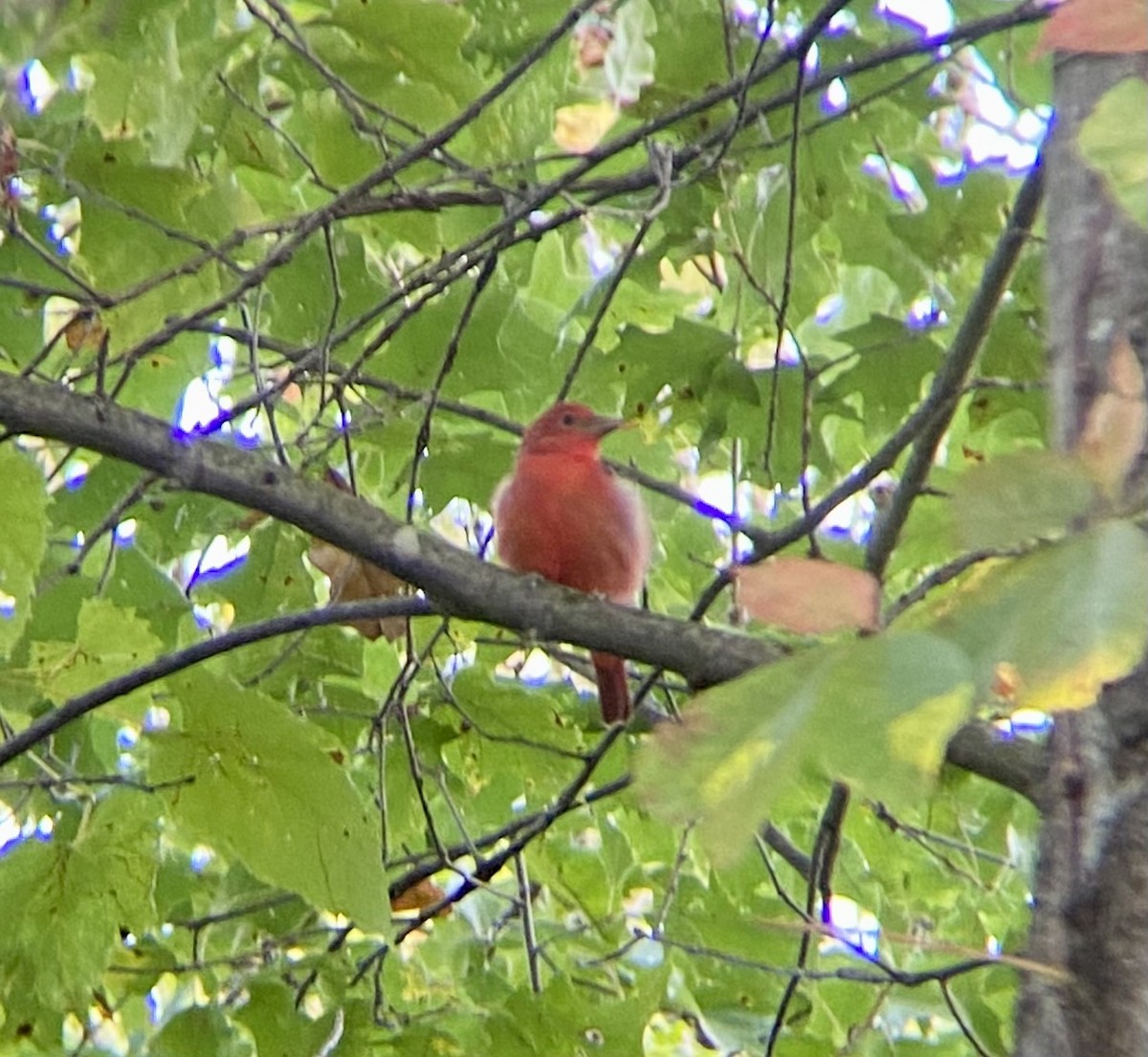 Summer Tanager - Michael Onel