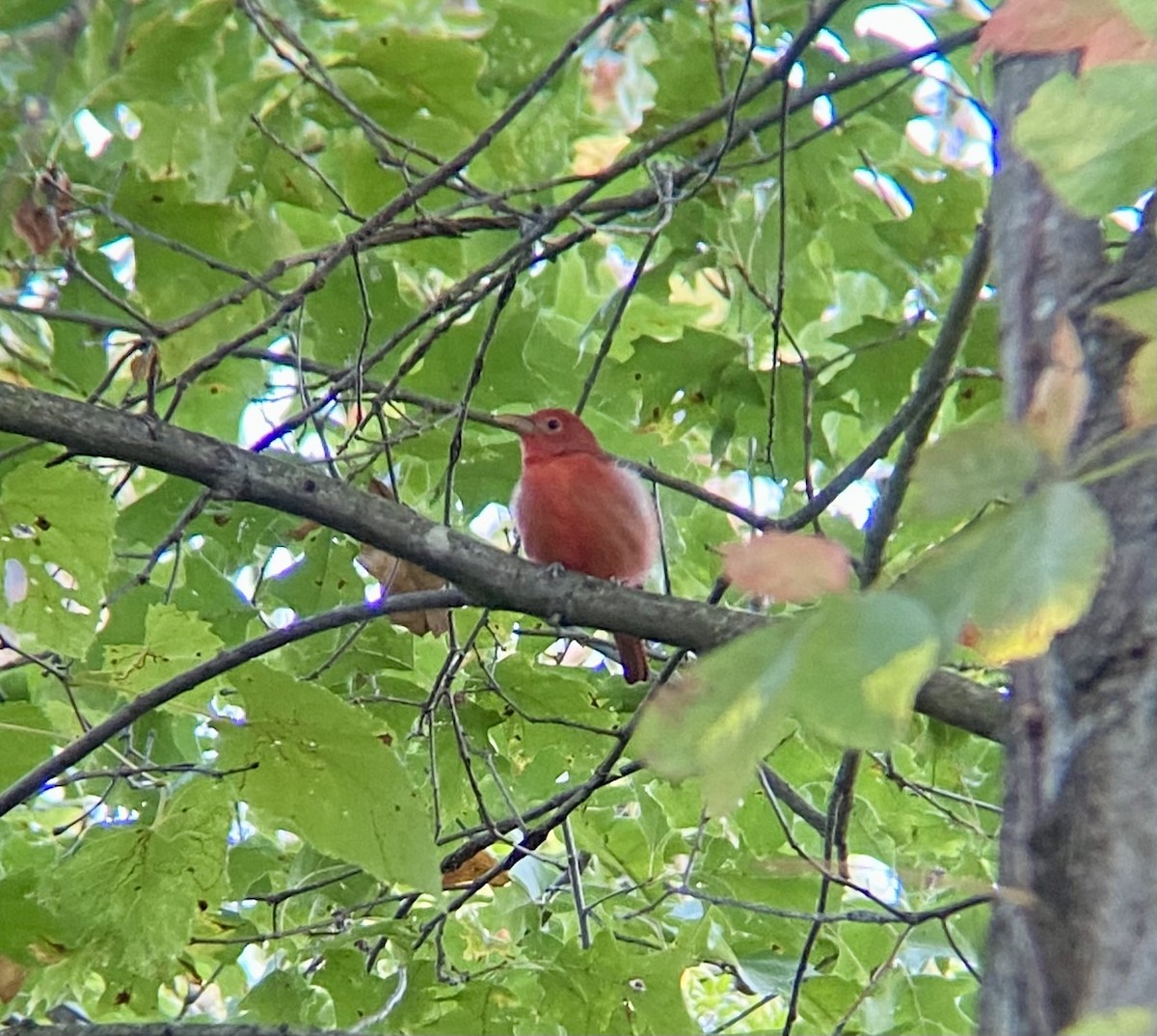 Summer Tanager - ML623944418