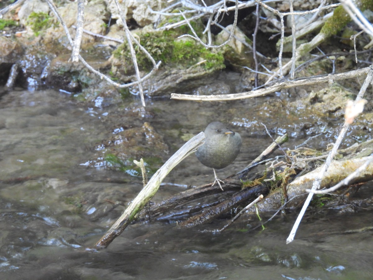 American Dipper - ML623944426