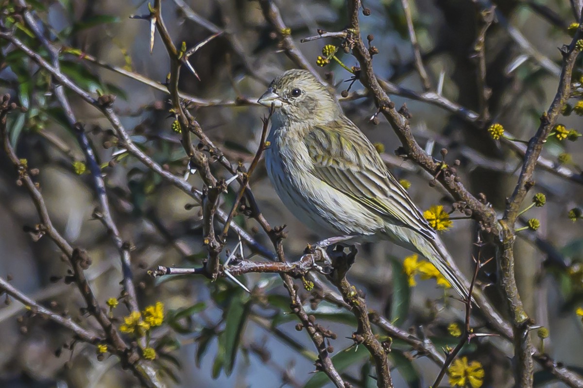 Saffron Finch - ML623944431