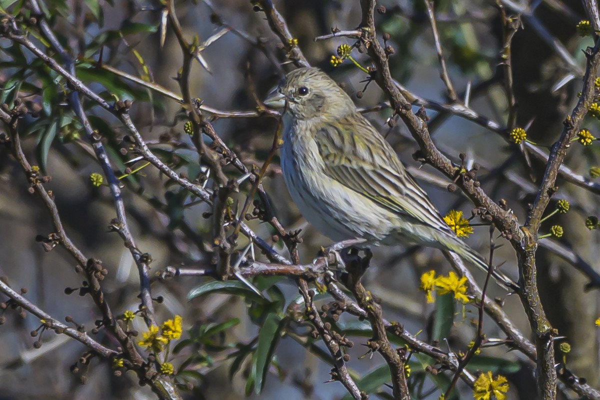 Saffron Finch - ML623944432