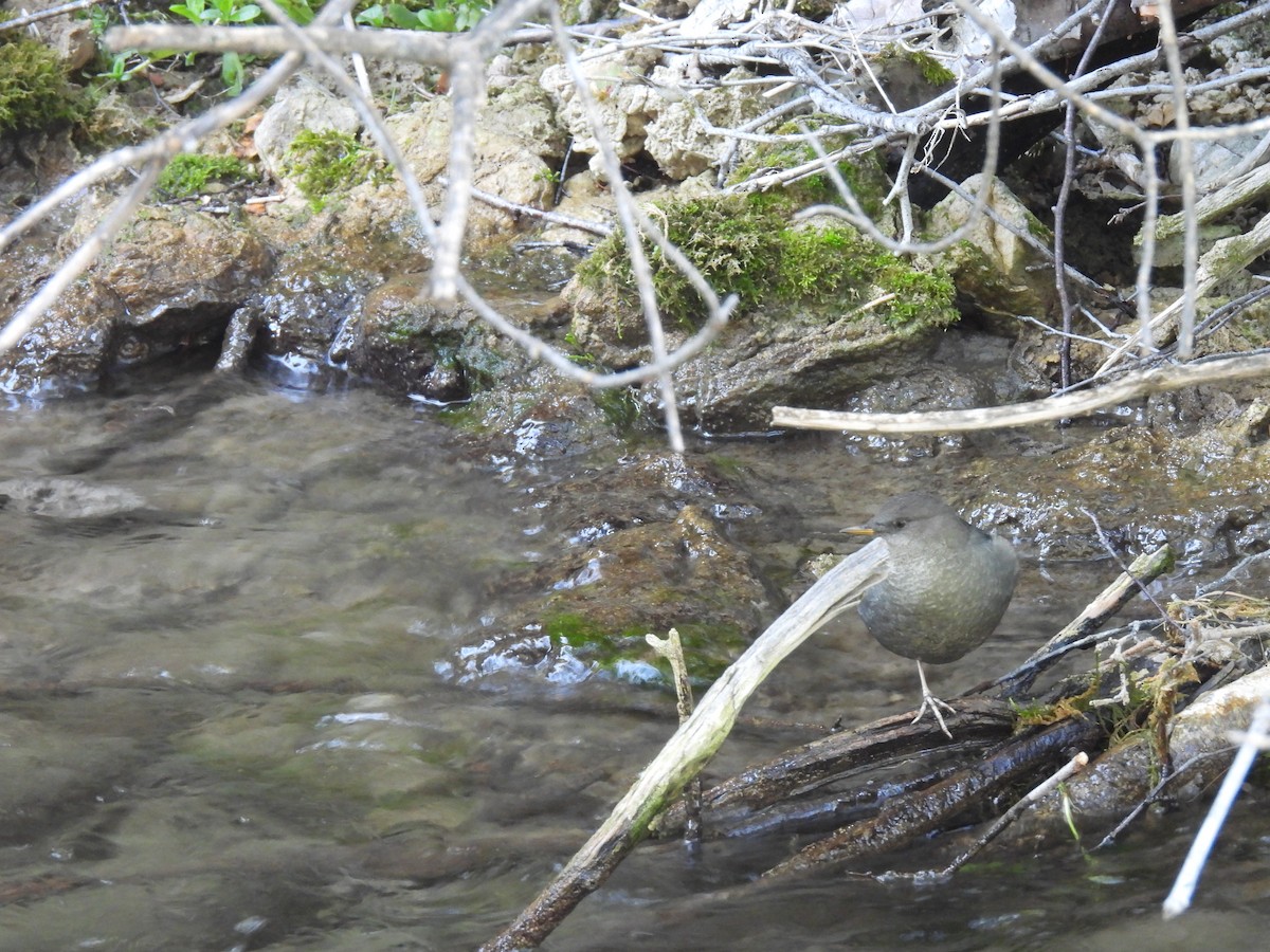 American Dipper - ML623944440