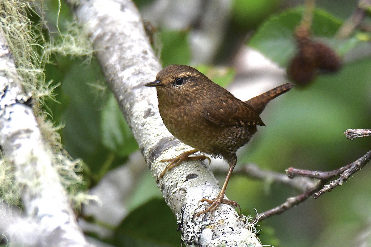 Pacific Wren - ML623944445