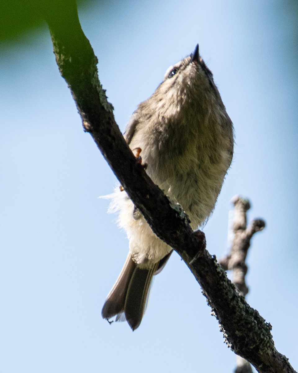 Golden-crowned Kinglet - Martin Tremblay