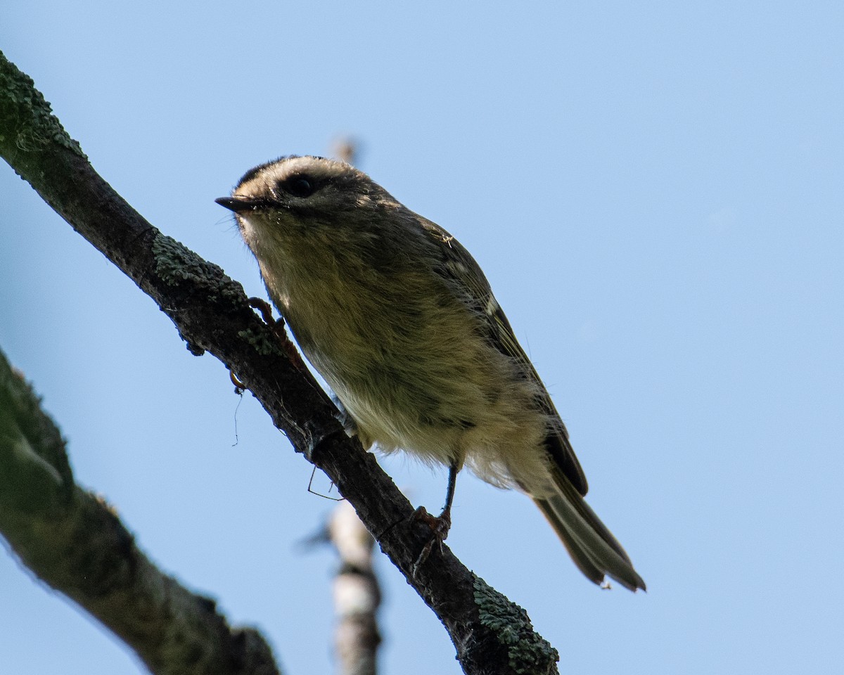 Golden-crowned Kinglet - Martin Tremblay