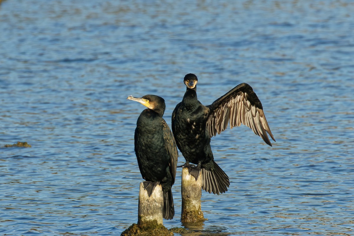 Cormorán Grande - ML623944502