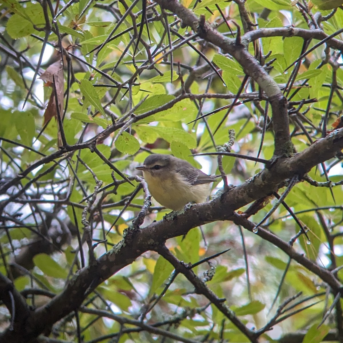 Philadelphia Vireo - ML623944520