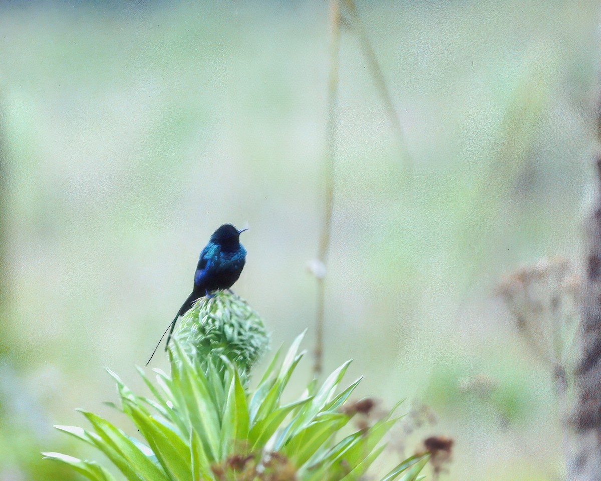 Red-tufted Sunbird - ML623944524