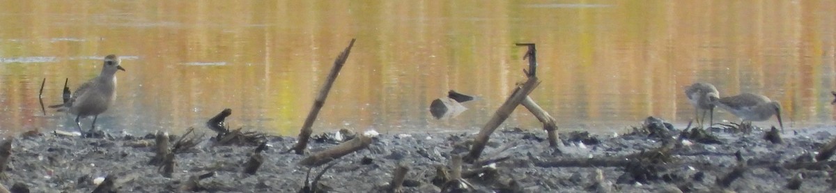 American Golden-Plover - ML623944530