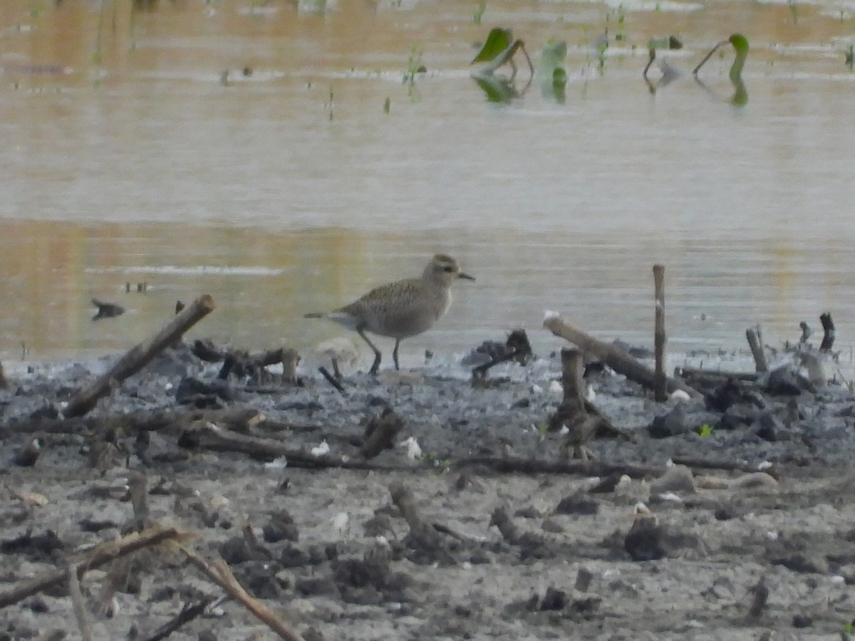 American Golden-Plover - ML623944531