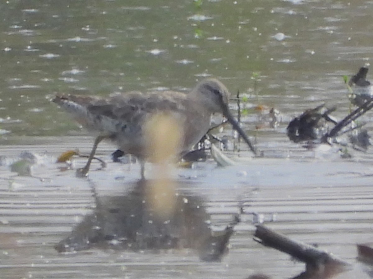 Short-billed Dowitcher - ML623944544