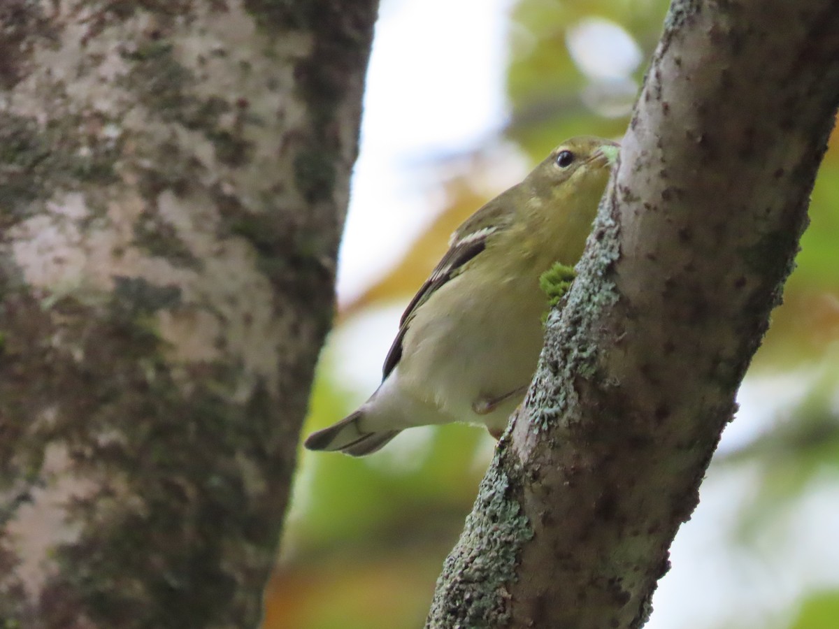 Blackpoll Warbler - ML623944566