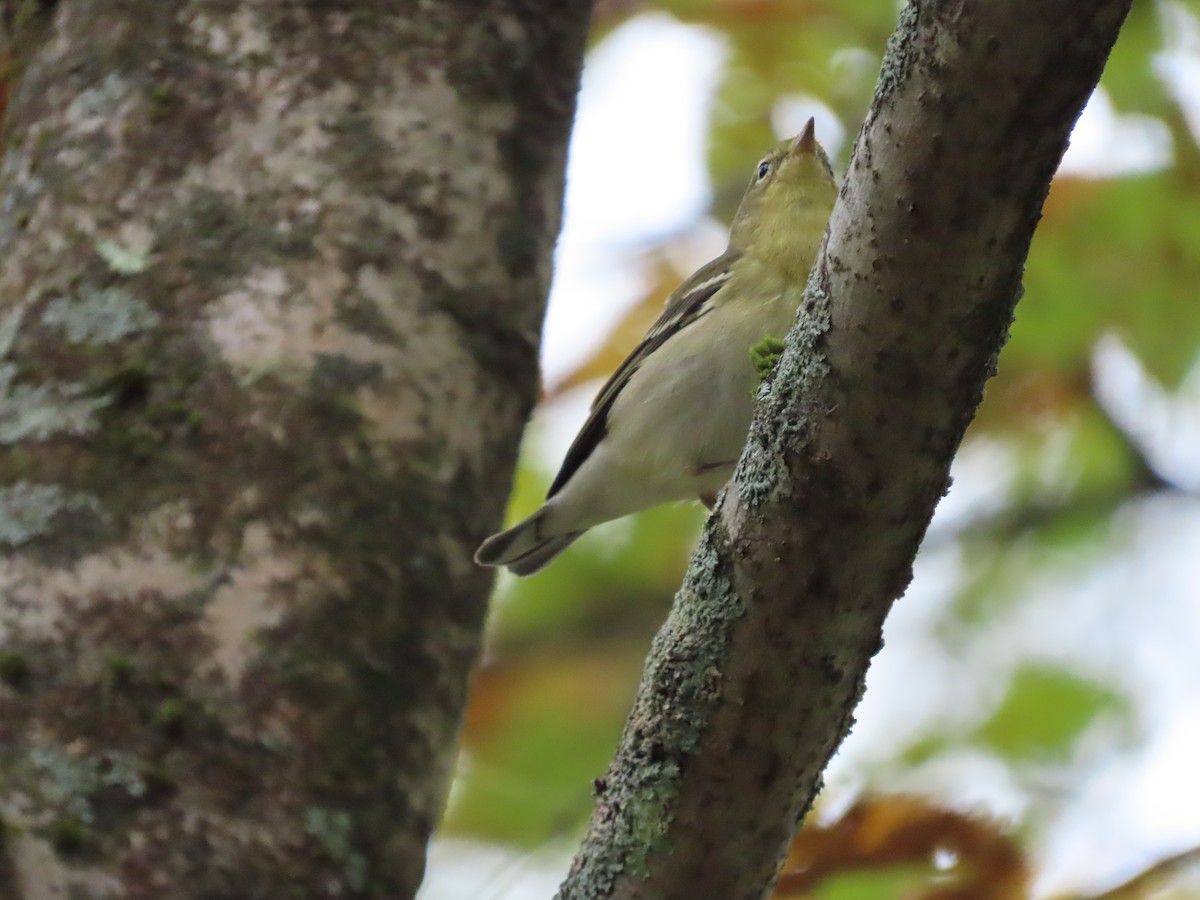 Blackpoll Warbler - ML623944569