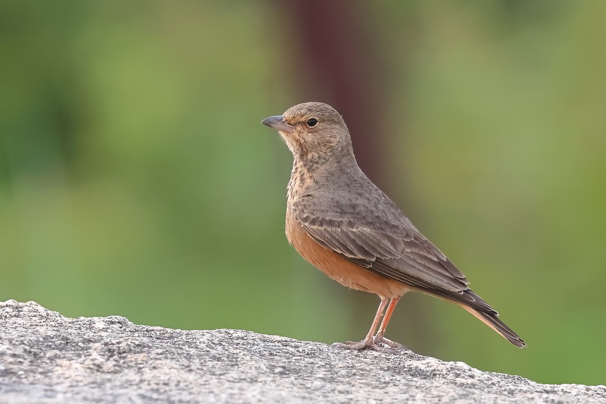 Rufous-tailed Lark - ML623944573