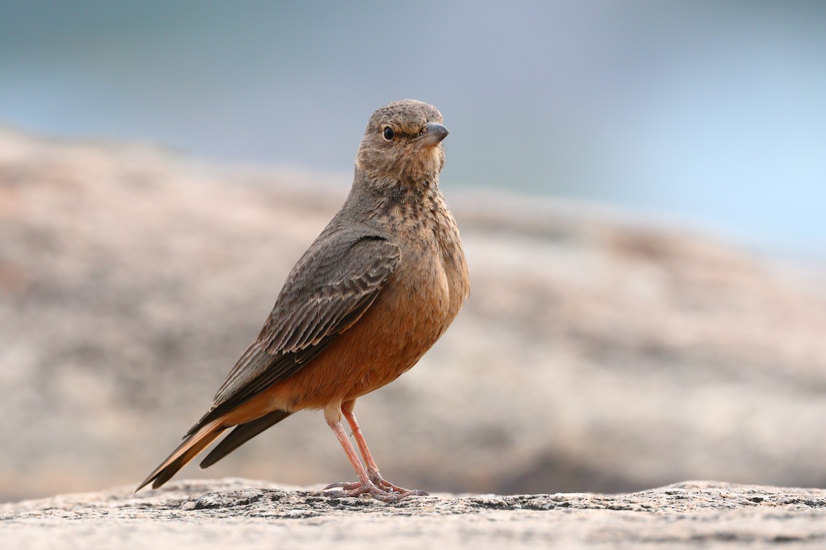 Rufous-tailed Lark - ML623944574