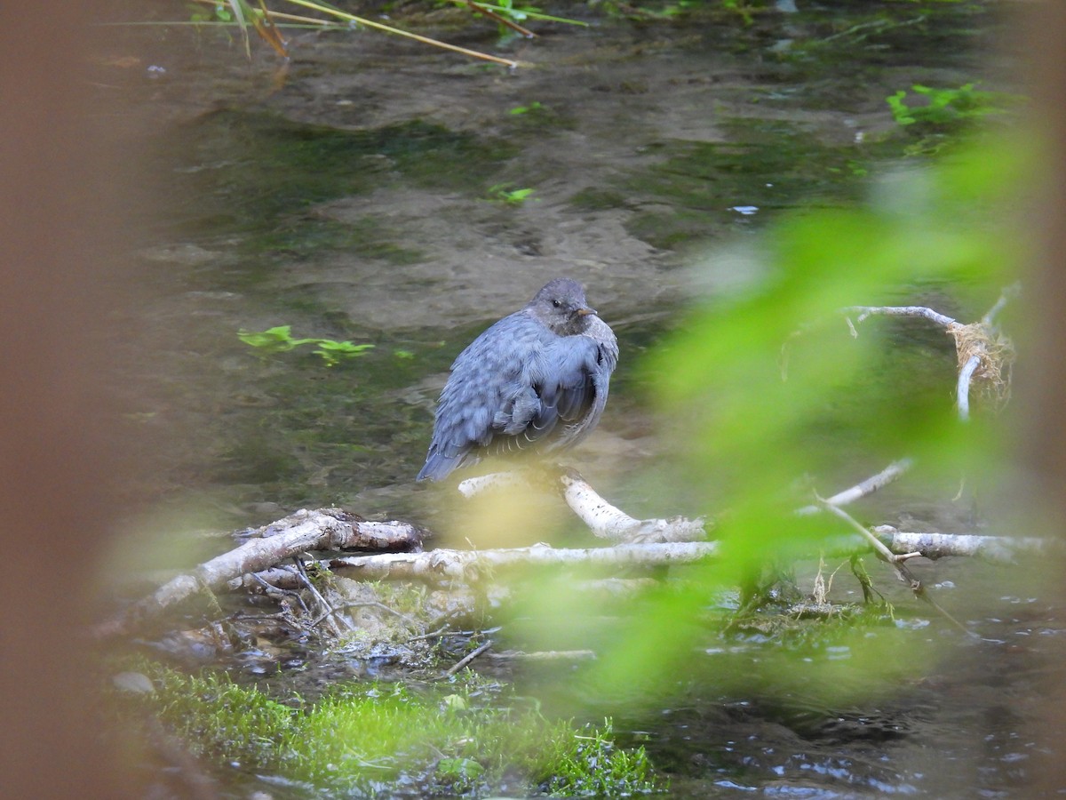 American Dipper - ML623944578