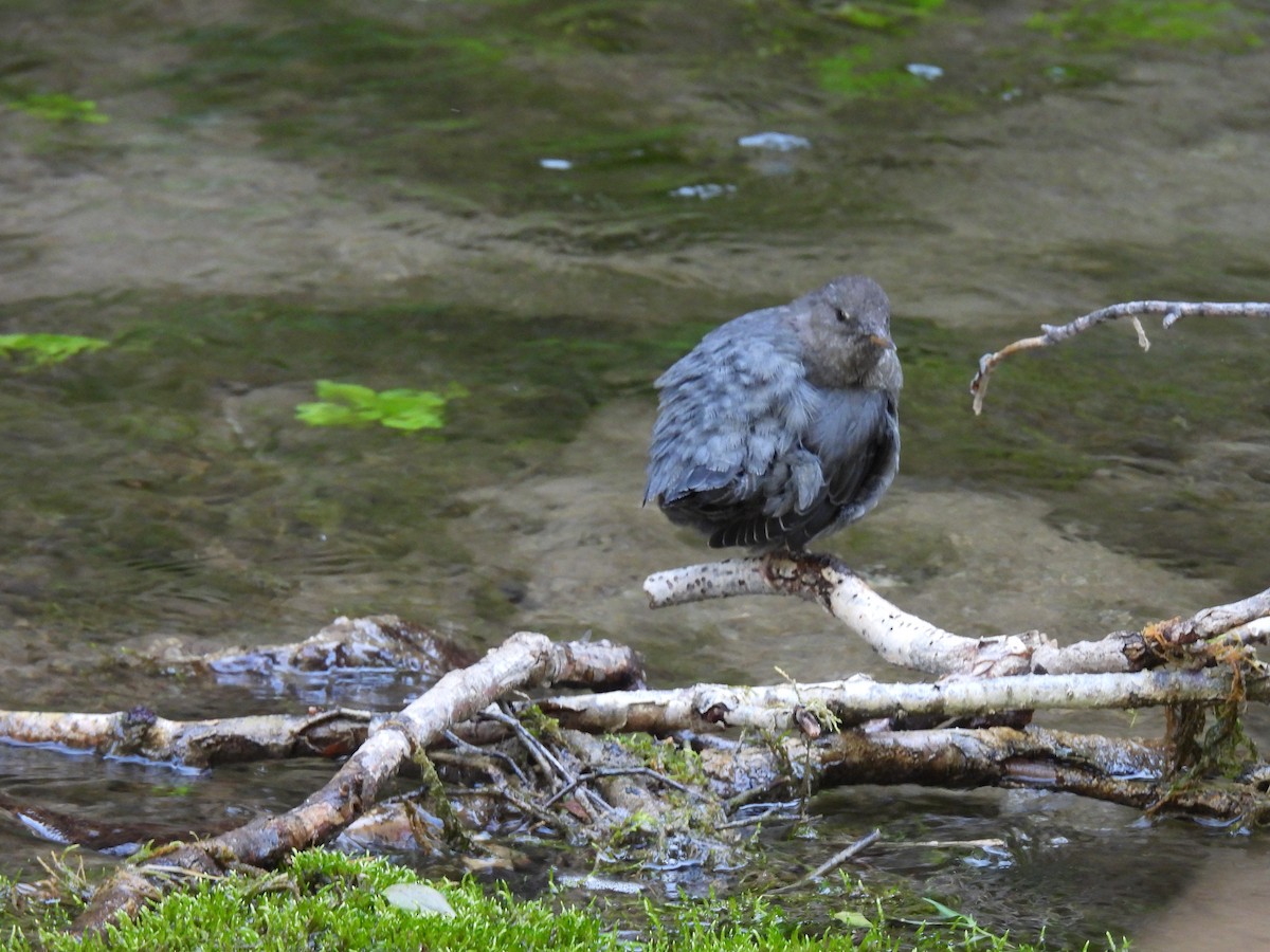 American Dipper - ML623944581