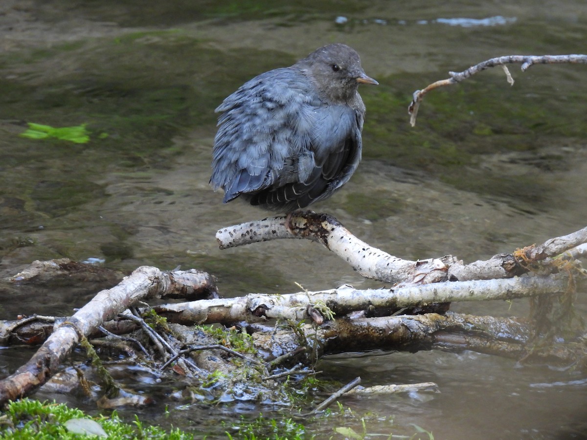 American Dipper - ML623944583