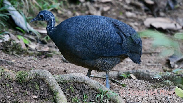 Gray Tinamou - ML623944594