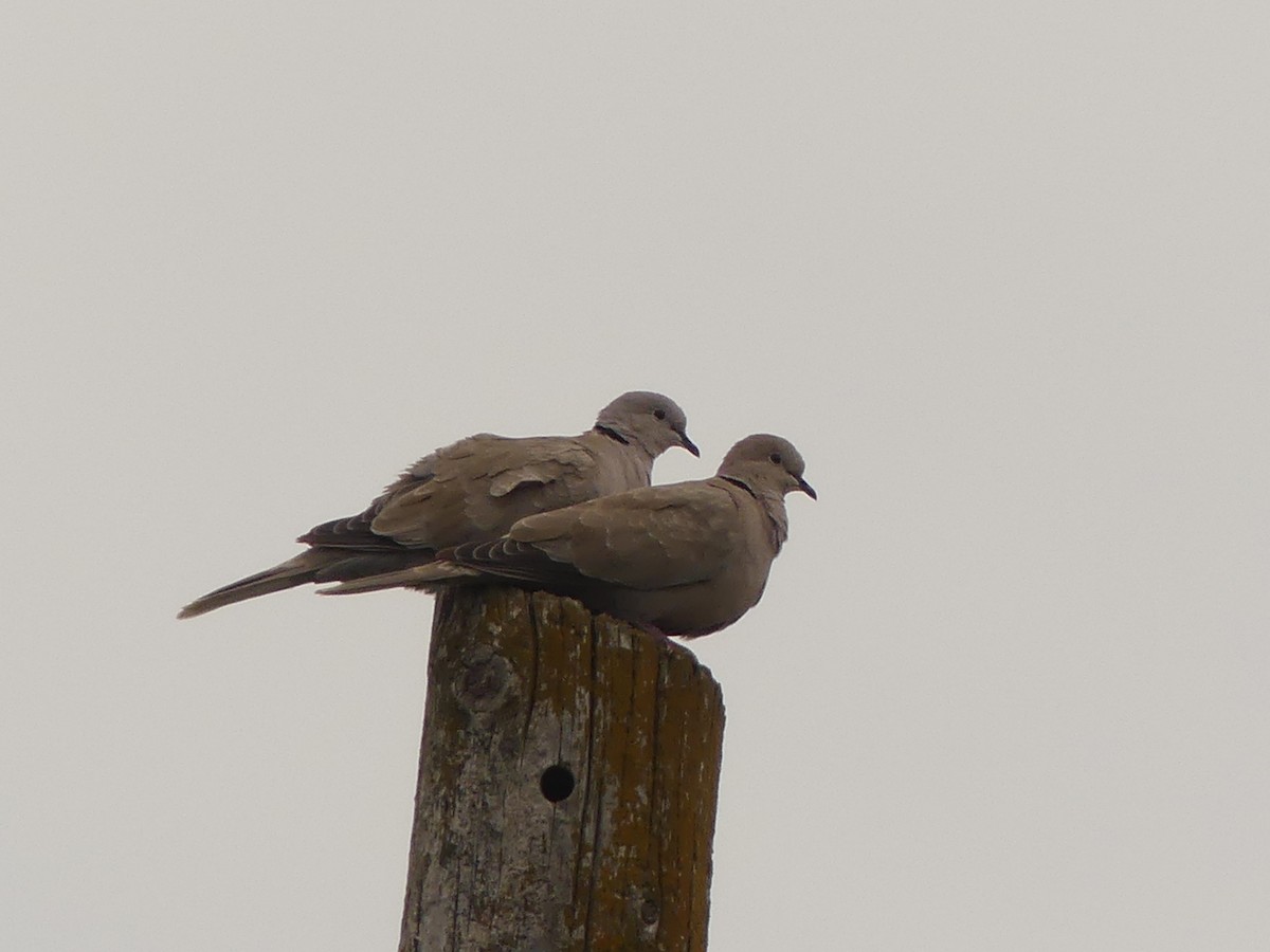 Eurasian Collared-Dove - ML623944598