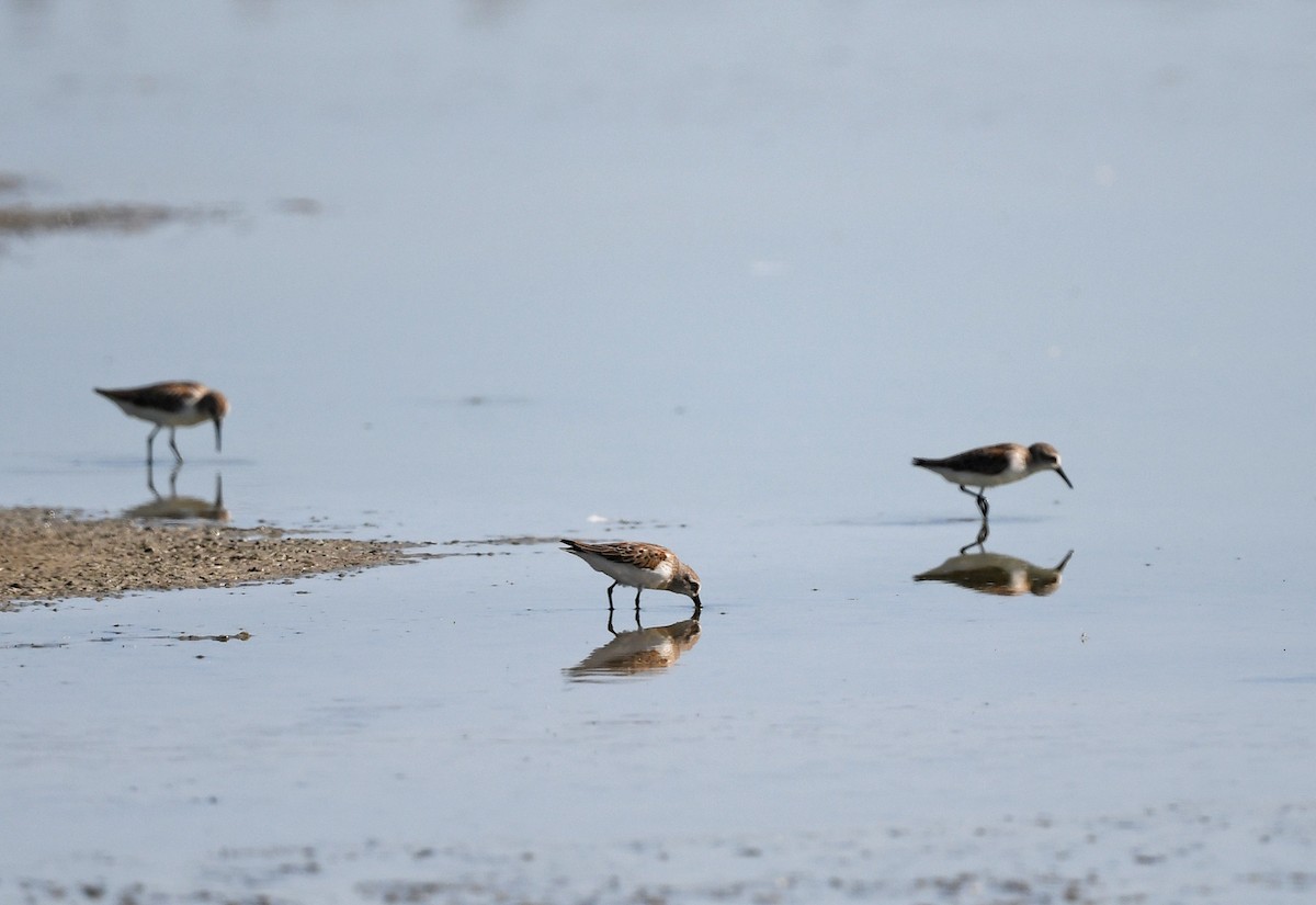 Western Sandpiper - ML623944606