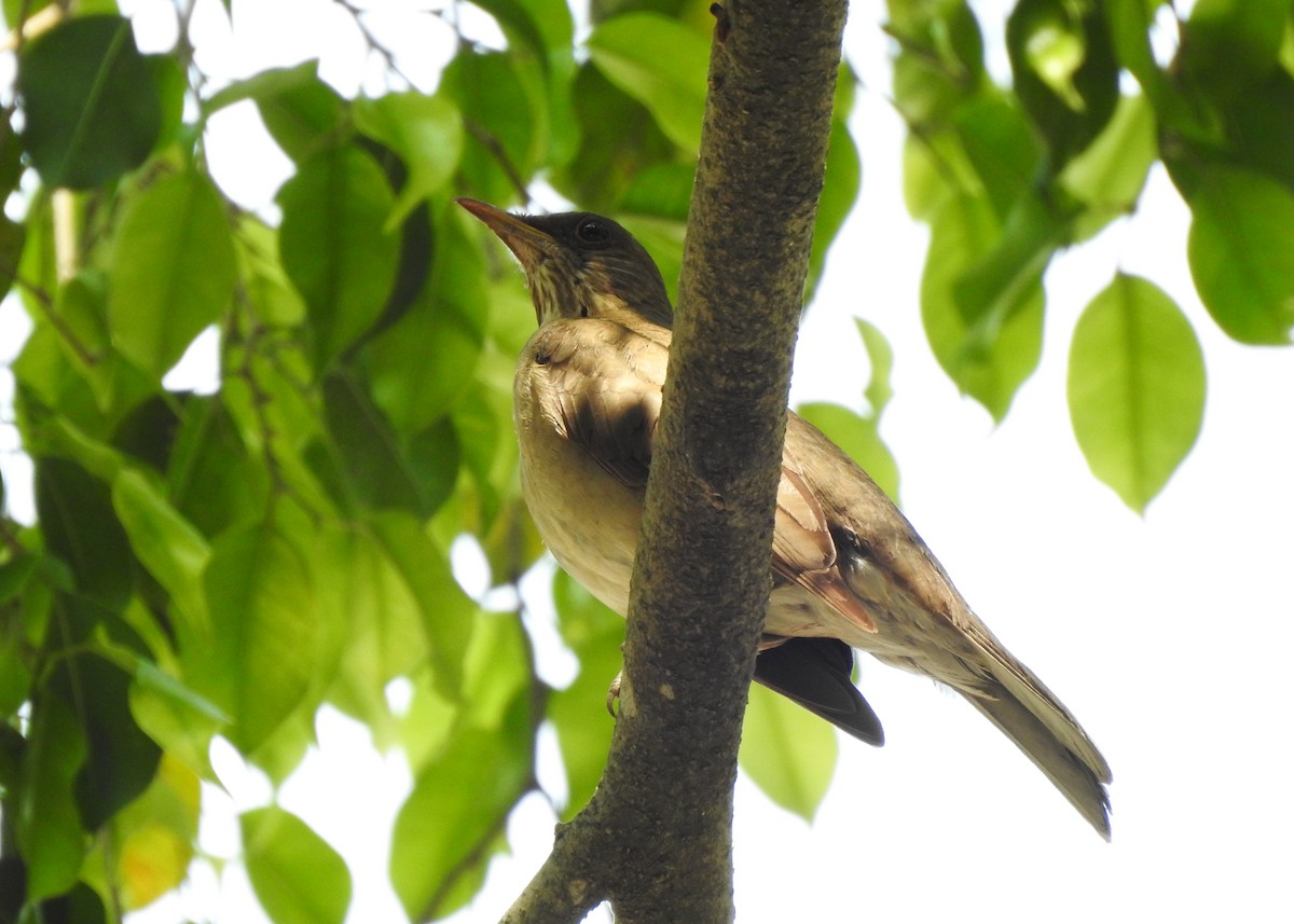 Creamy-bellied Thrush - ML623944623