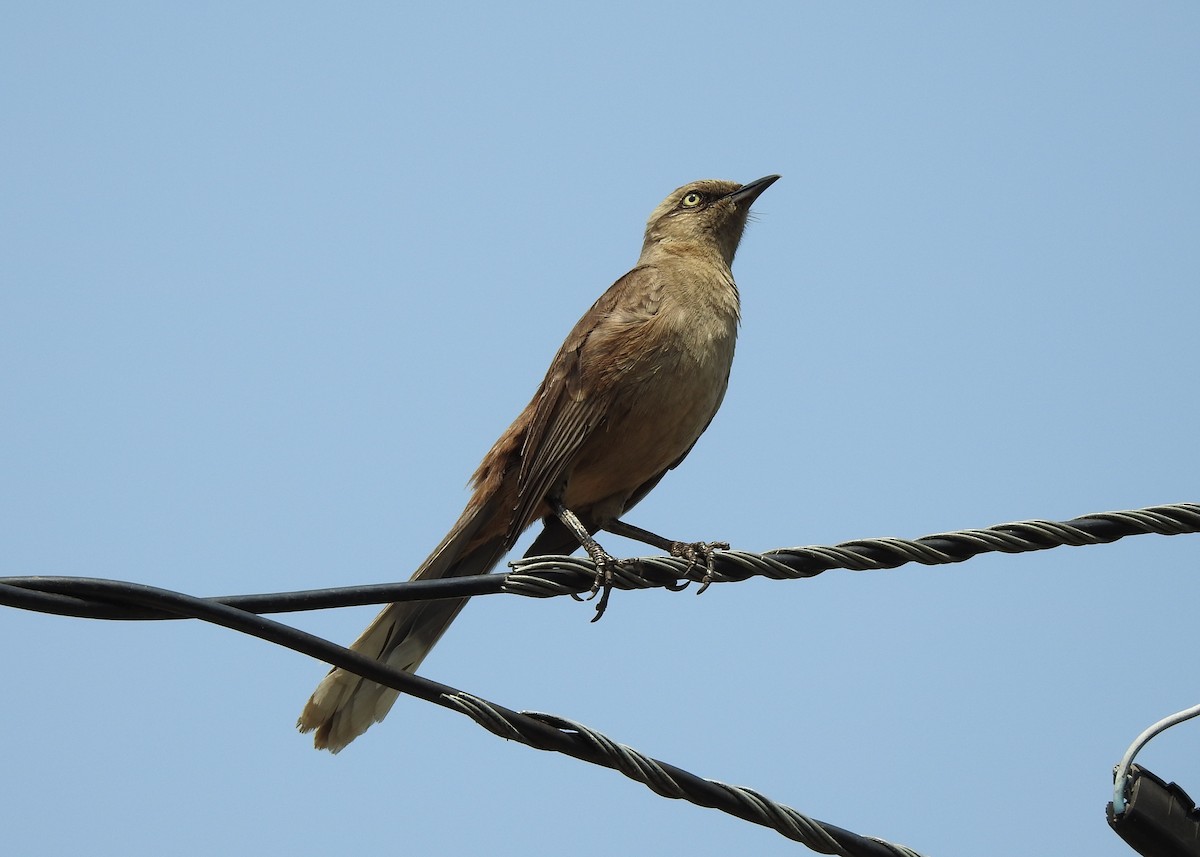 Chalk-browed Mockingbird - ML623944626