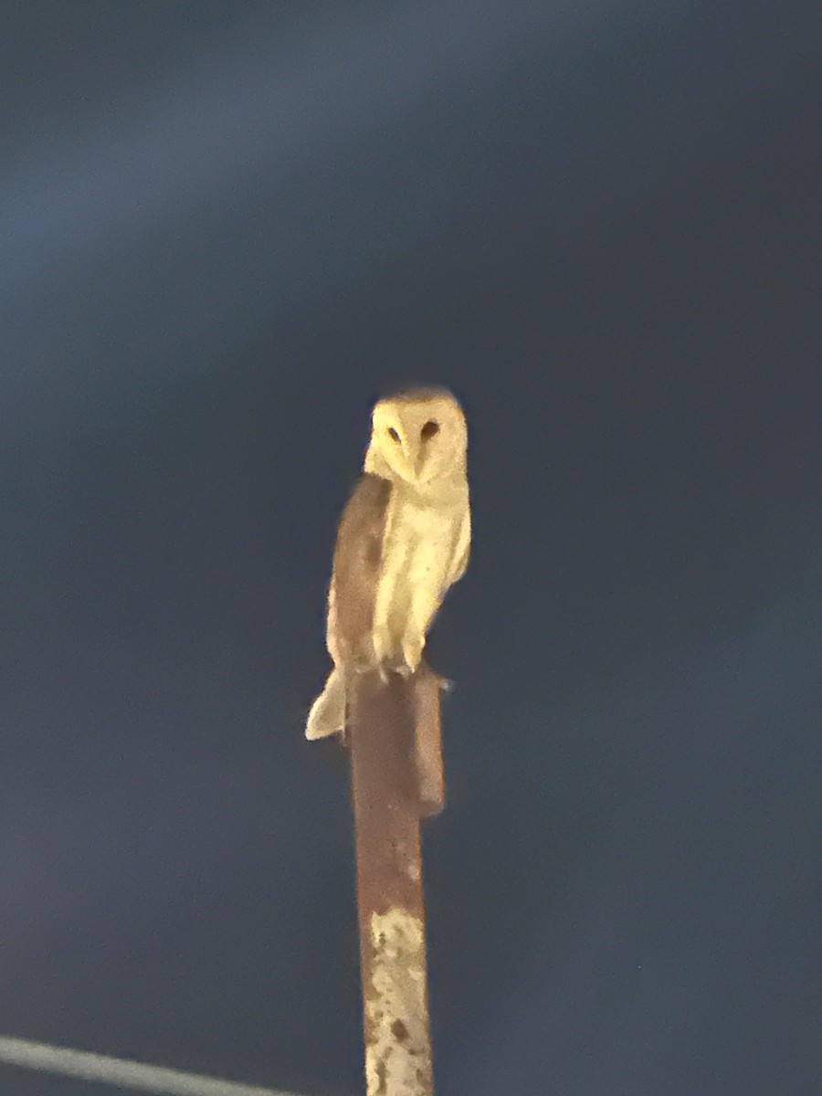 Barn Owl - ML623944636