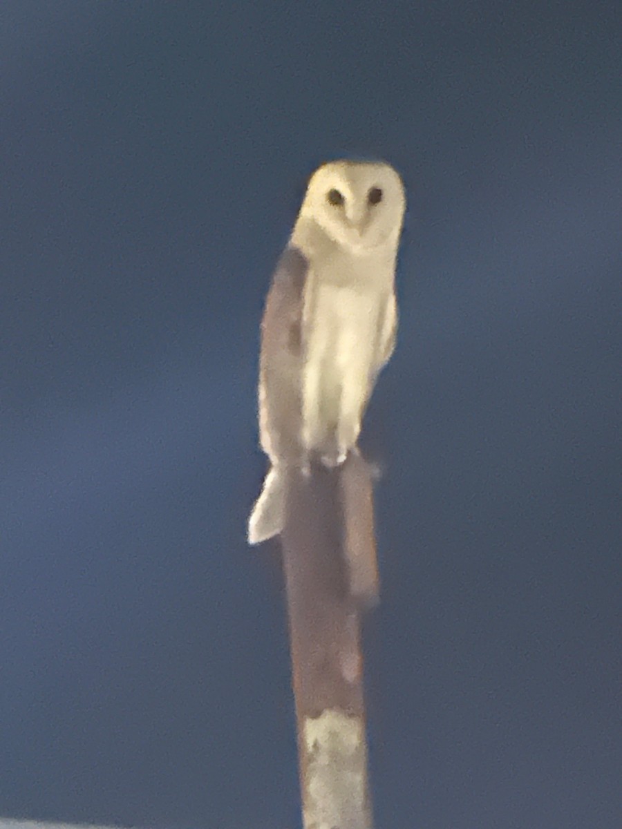 Barn Owl - ML623944637