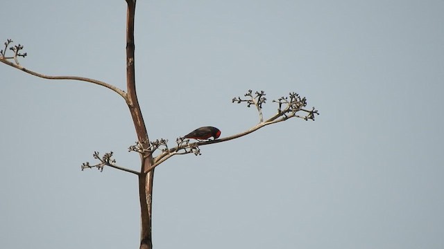 Vermilion Flycatcher - ML623944643