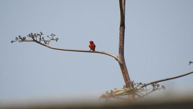 Vermilion Flycatcher - ML623944644