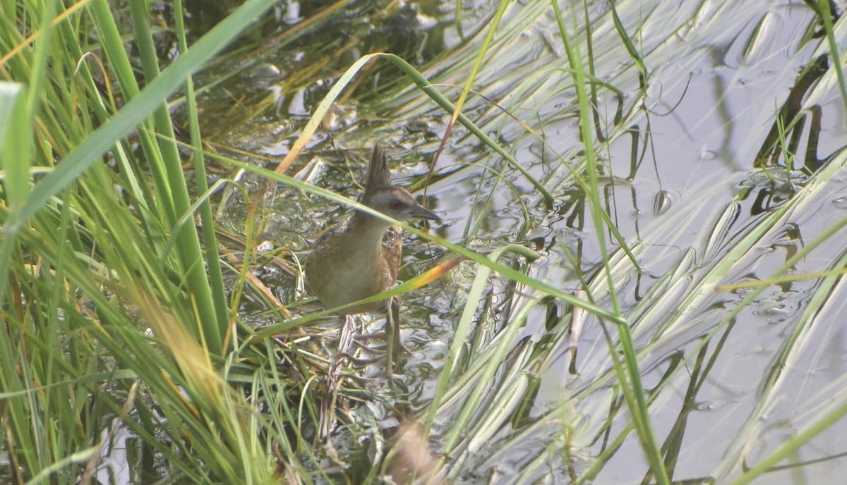 Baillon's Crake - ML623944662