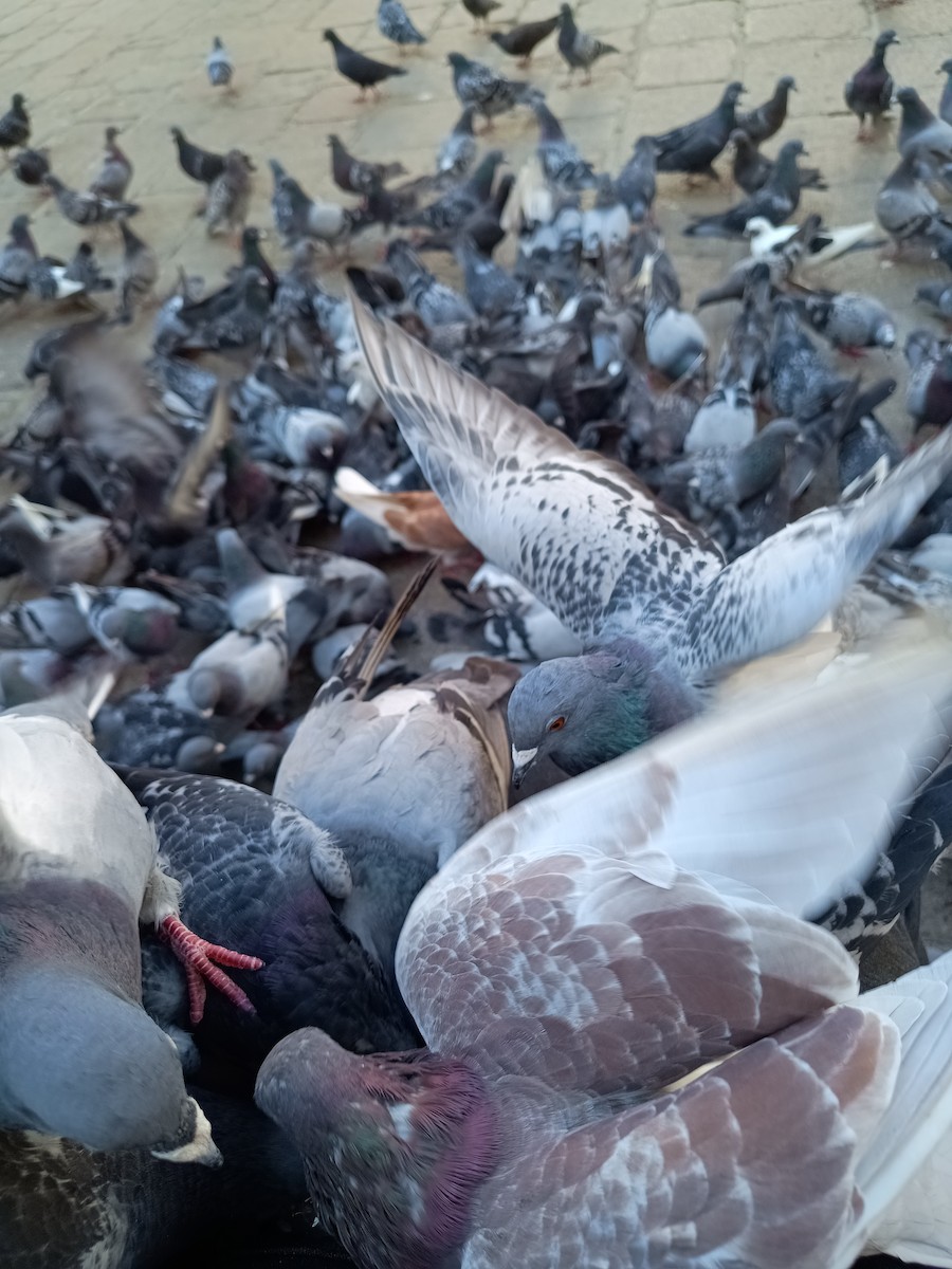 Rock Pigeon (Feral Pigeon) - Zak Quack