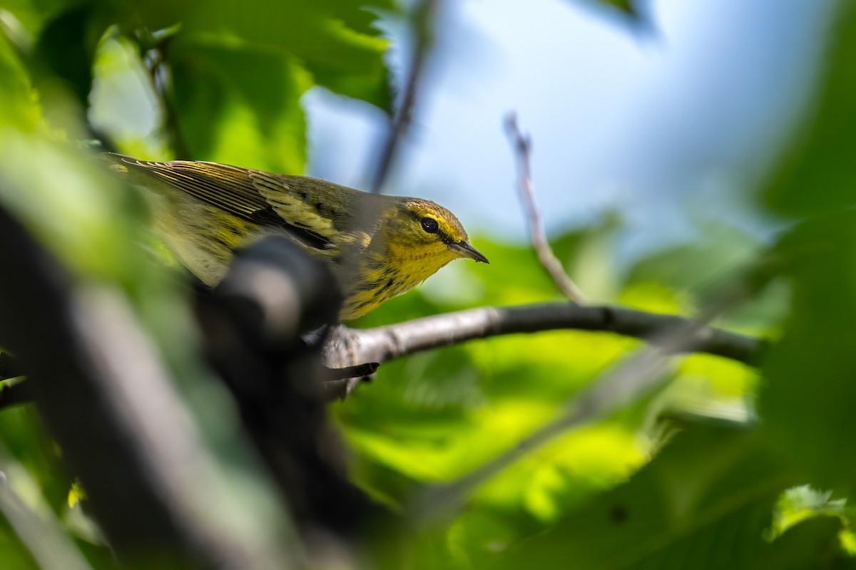 Cape May Warbler - ML623944741