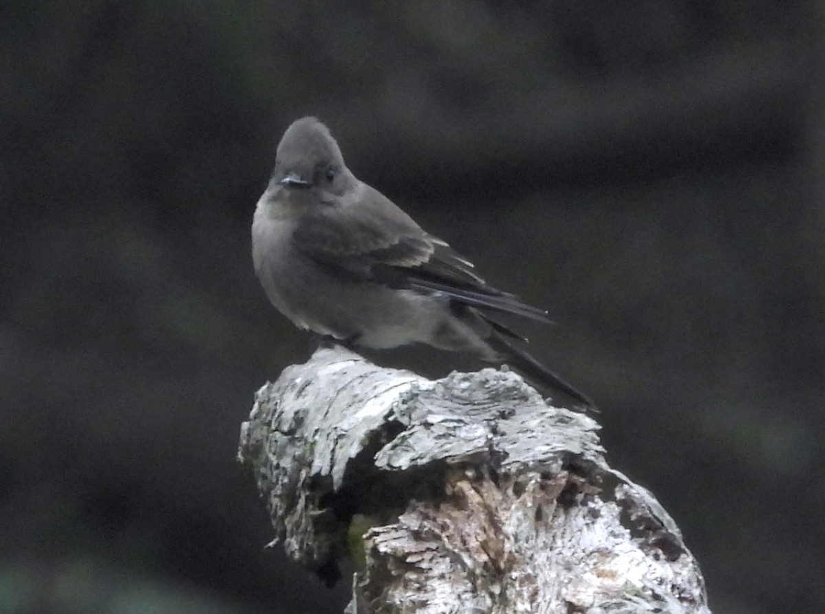 Western Wood-Pewee - ML623944749