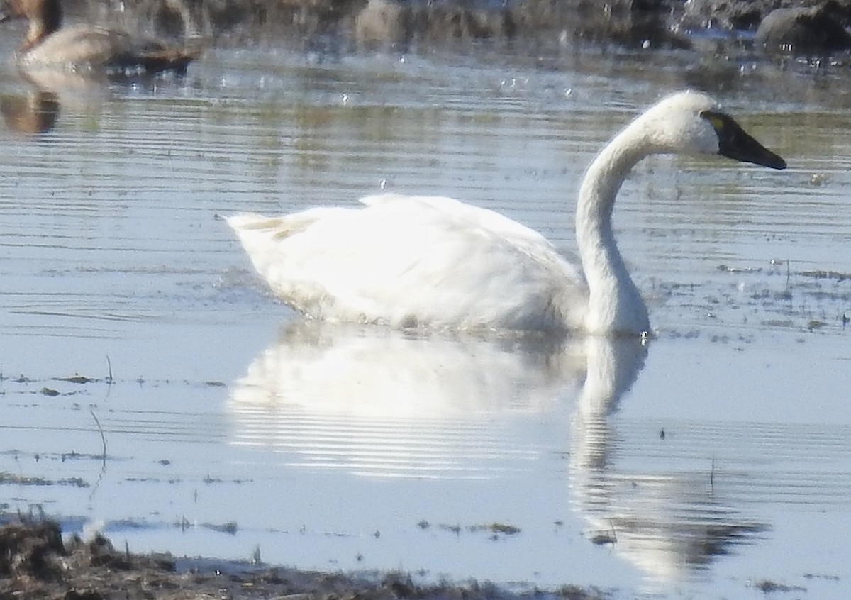 Tundra Swan - ML623944763