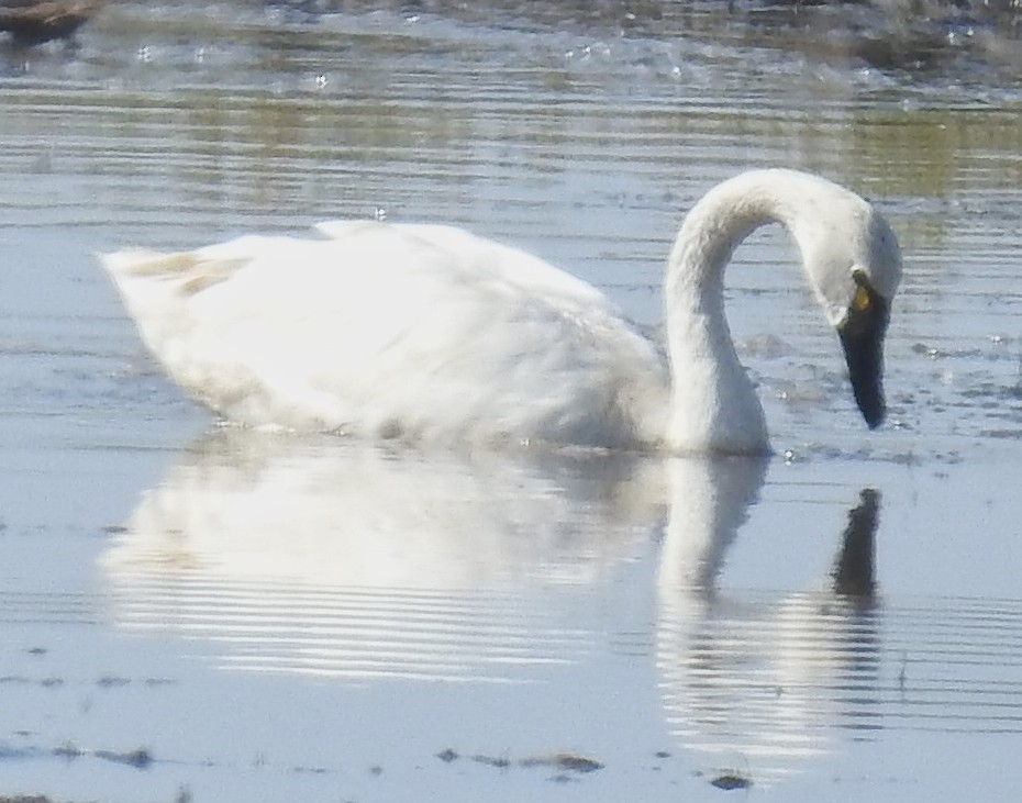 Tundra Swan - Richard Klauke