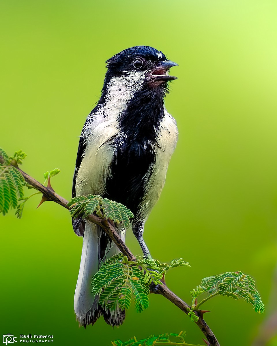 Mésange à ailes blanches - ML623944774