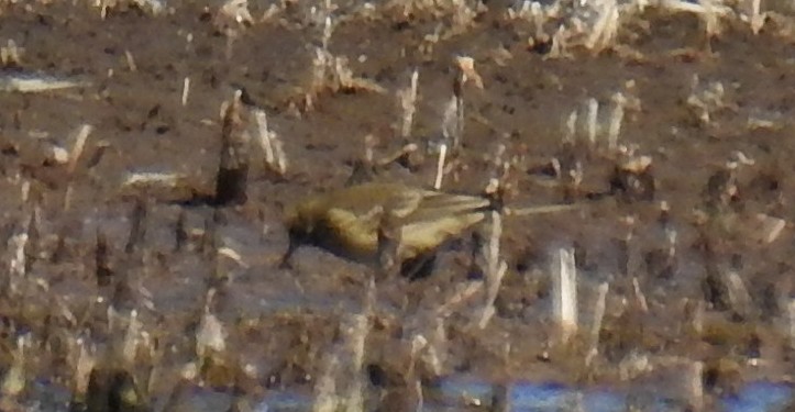 American Pipit - Richard Klauke