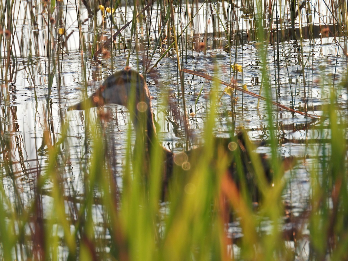 Mottled Duck - ML623944784