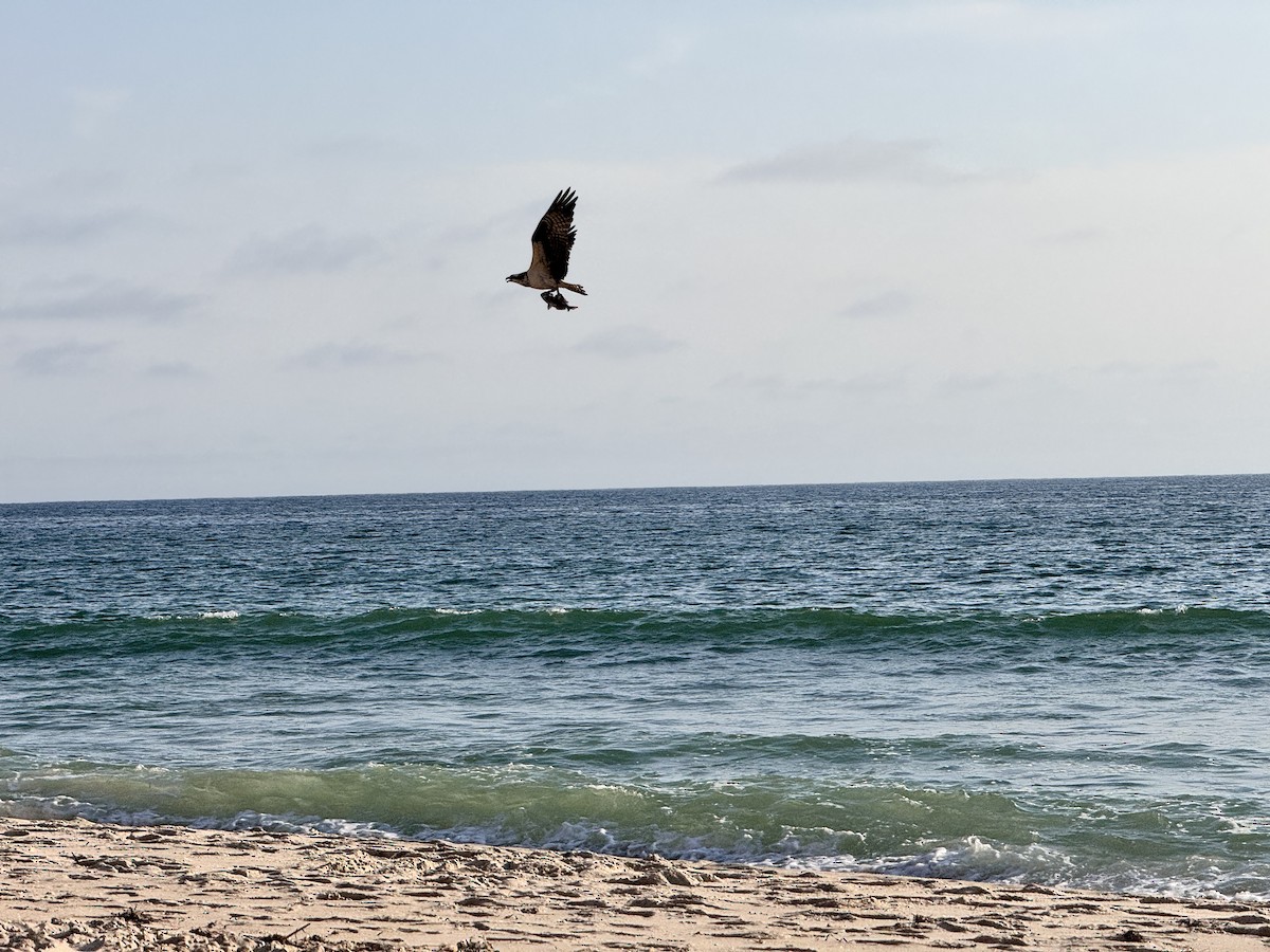 Osprey - Cynthia Bloomquist