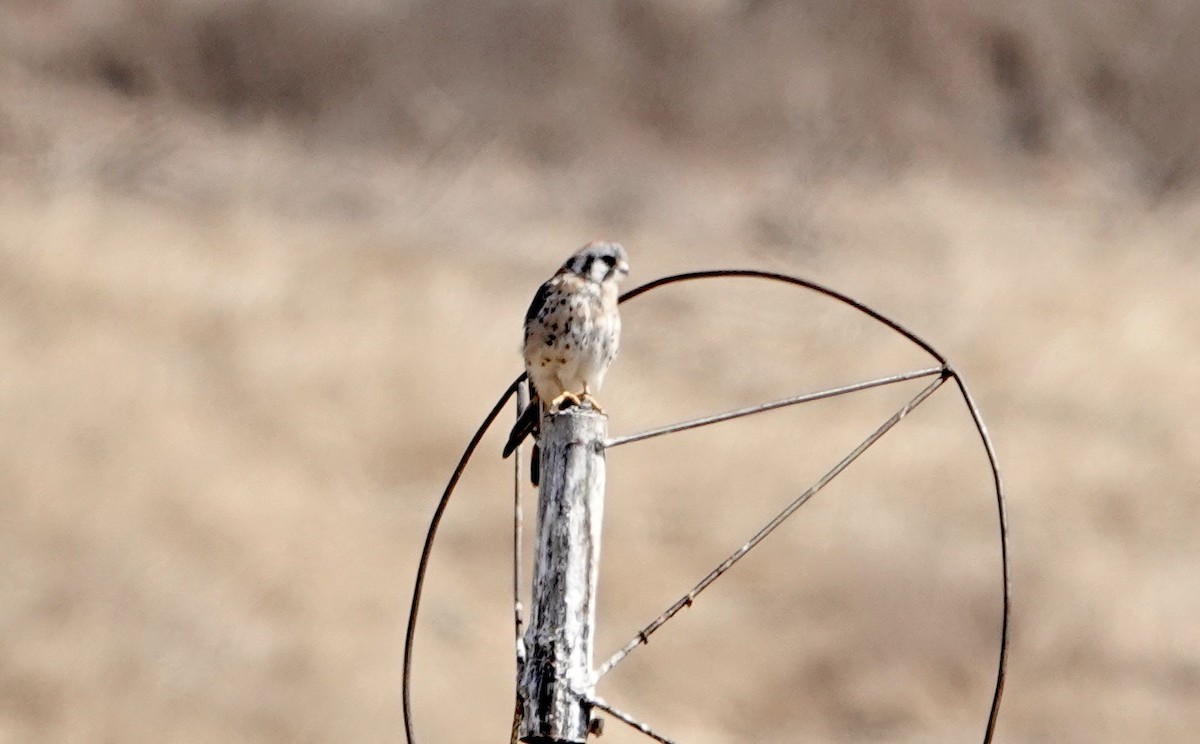 American Kestrel - ML623944807