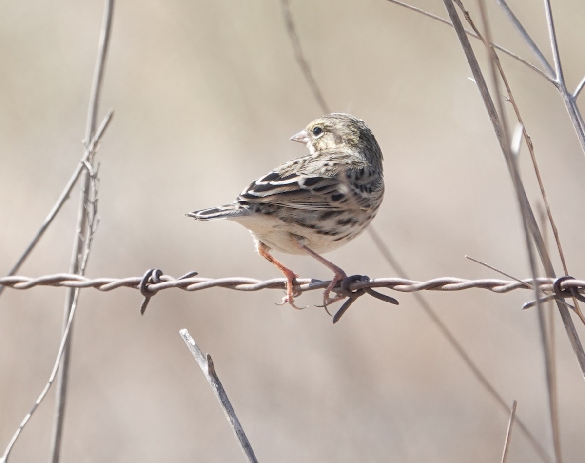 Savannah Sparrow - ML623944818