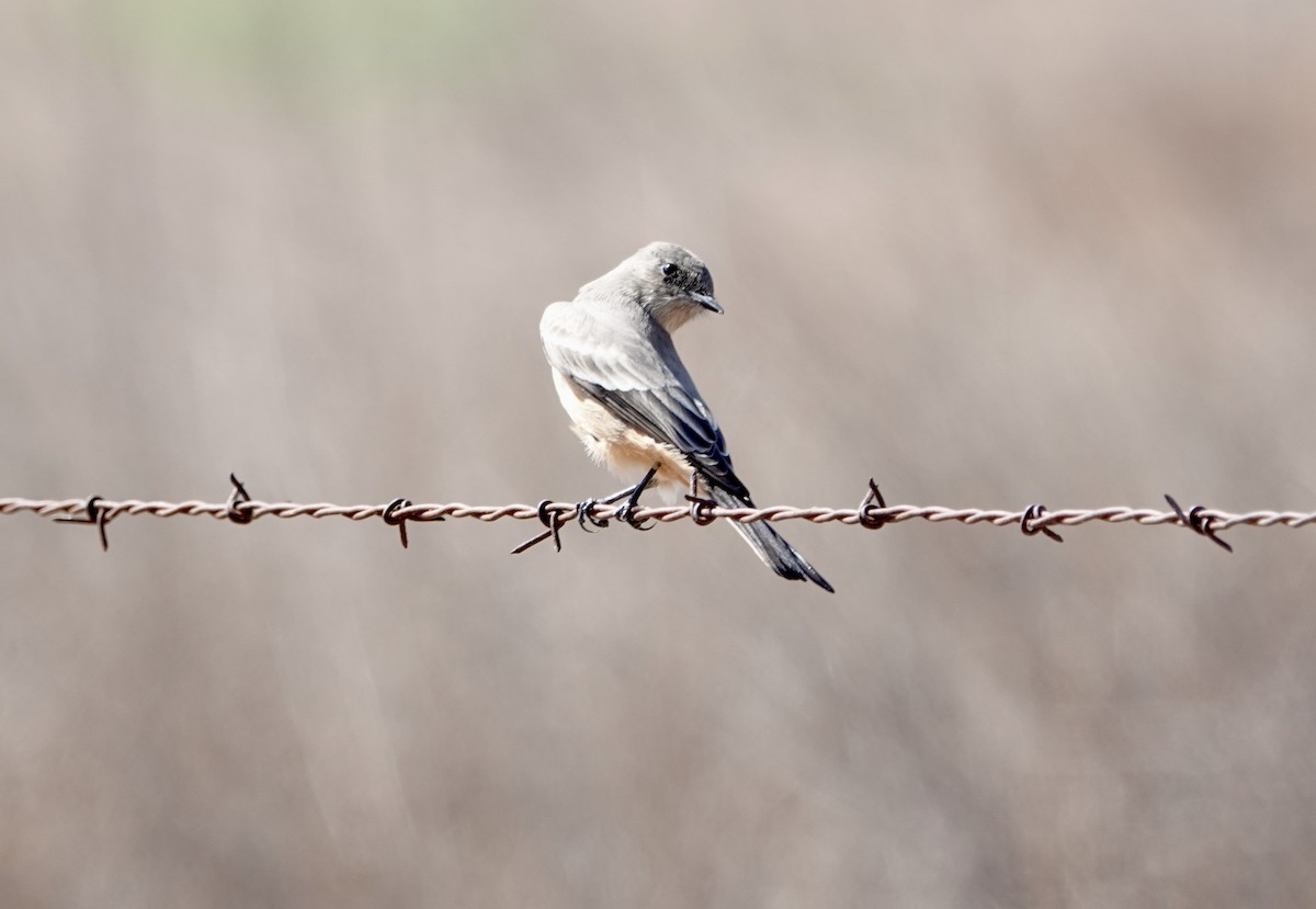 Say's Phoebe - ML623944825