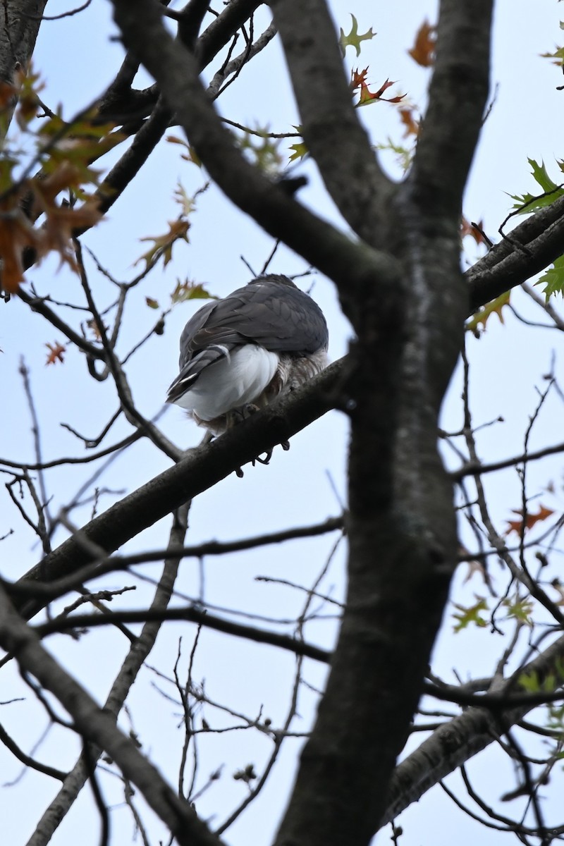 Cooper's Hawk - ML623944828