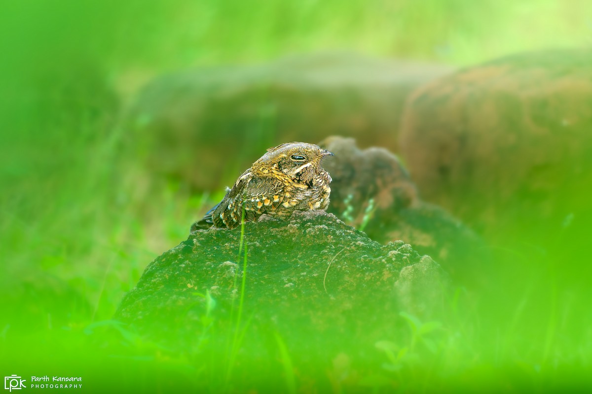 Indian Nightjar - ML623944833