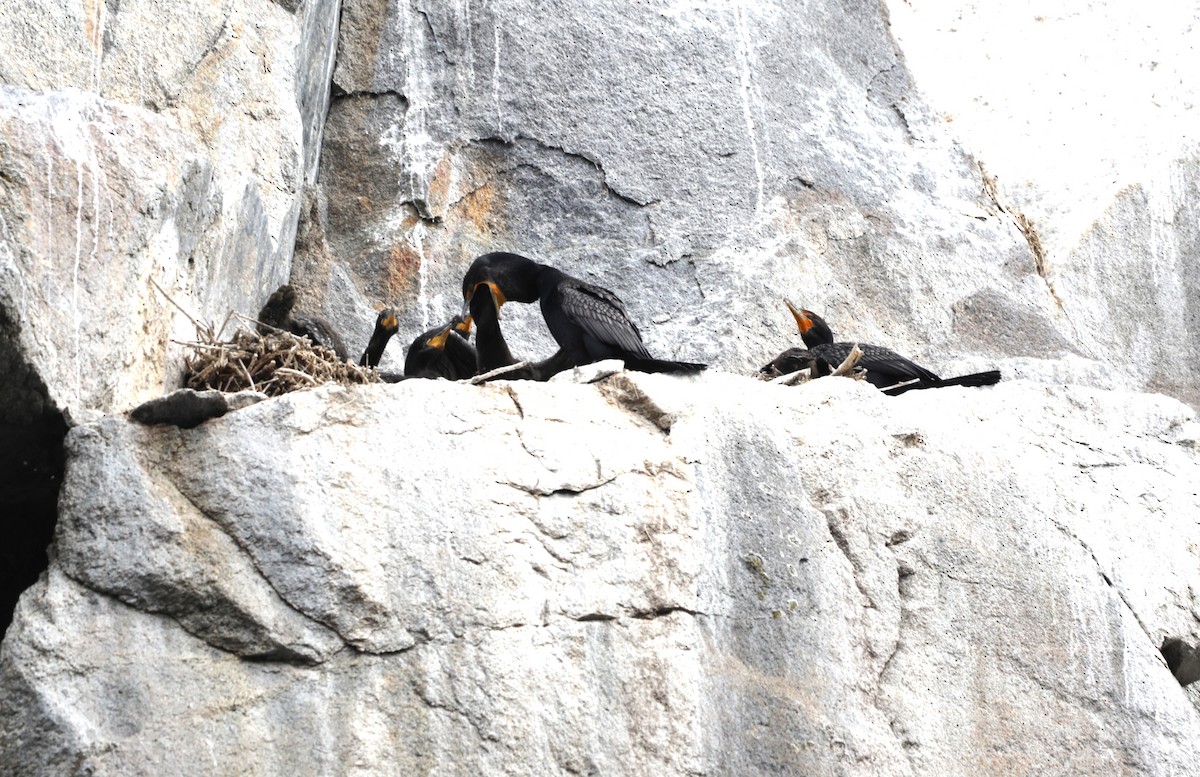 Double-crested Cormorant - ML623944846