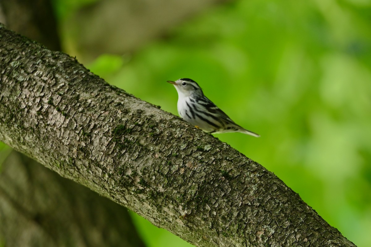 Black-and-white Warbler - ML623944851