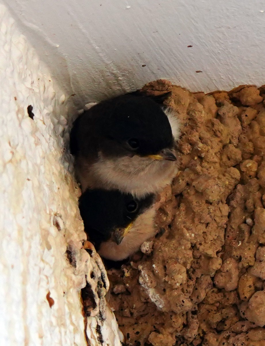 Western House-Martin - ML623944862